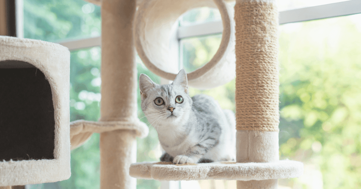 grey cat on scratching post