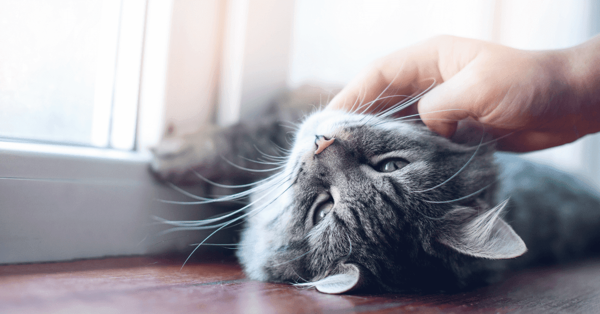 grey cat enjoying attention