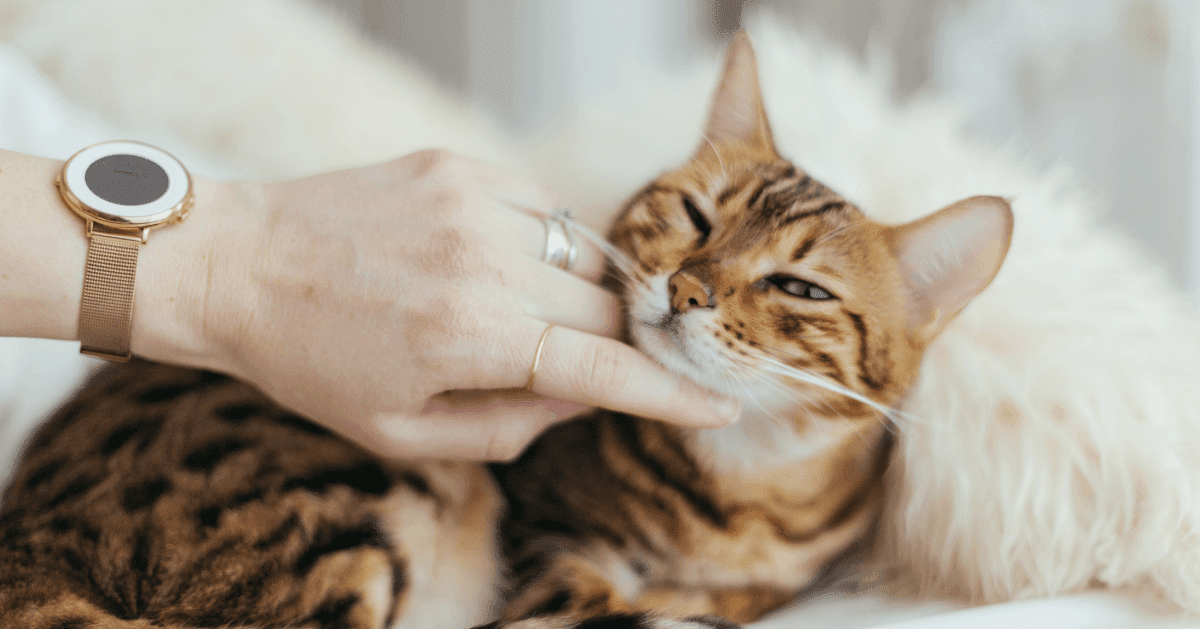 tabby cat looking contented grooming