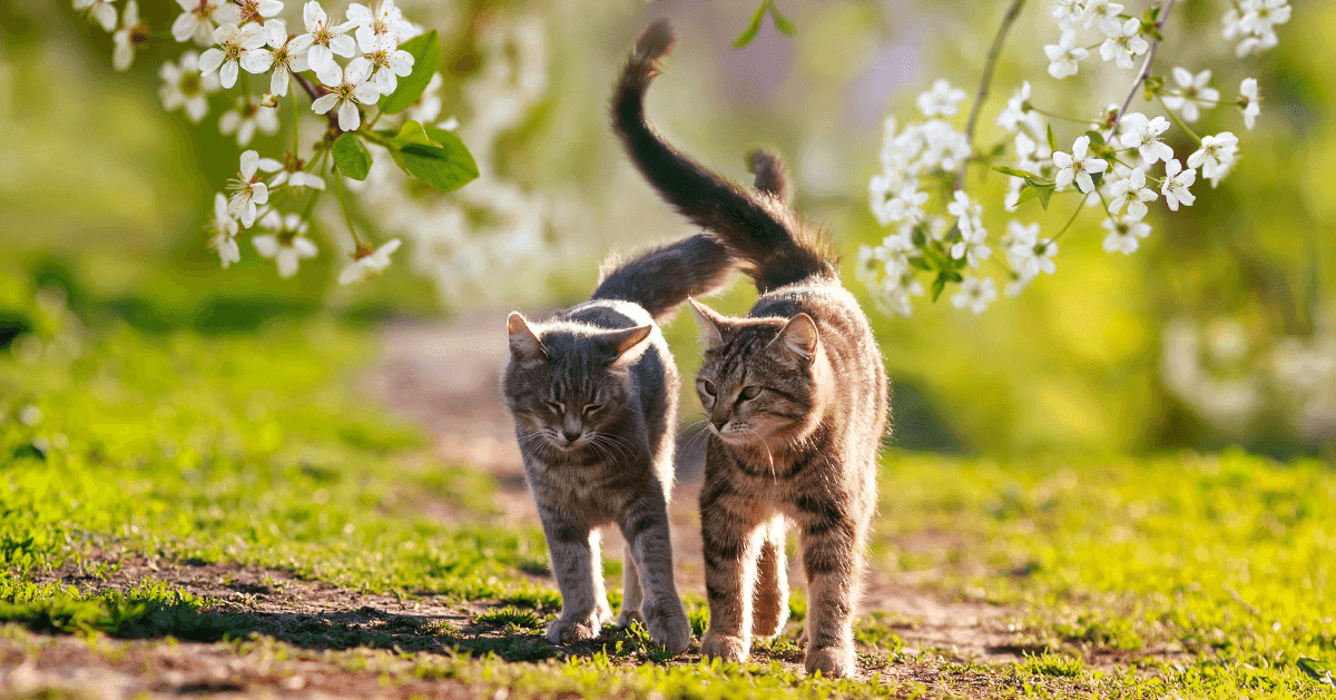 Vẫy đuôi mèo: Bạn đã bao giờ thấy một chú mèo vẫy đuôi vui như thế chưa? Đó là hành động dễ thương của các chú mèo để thể hiện cảm xúc của mình. Hãy xem hình ảnh để bắt gặp khoảnh khắc đáng yêu này nhé!
