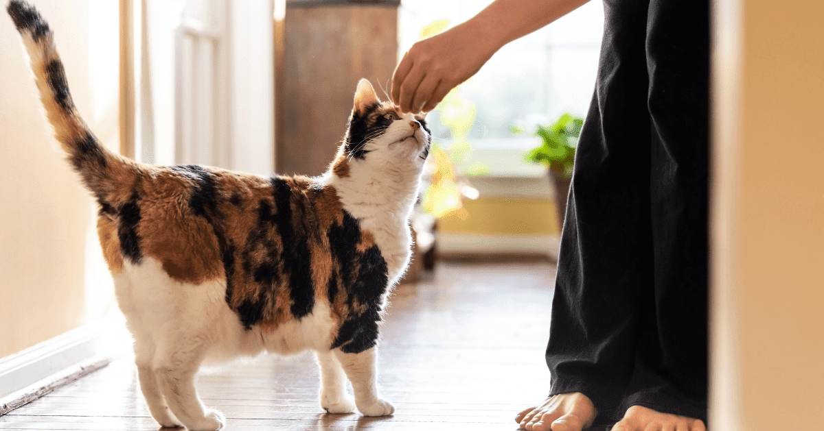 greeting a tortoise shell cat