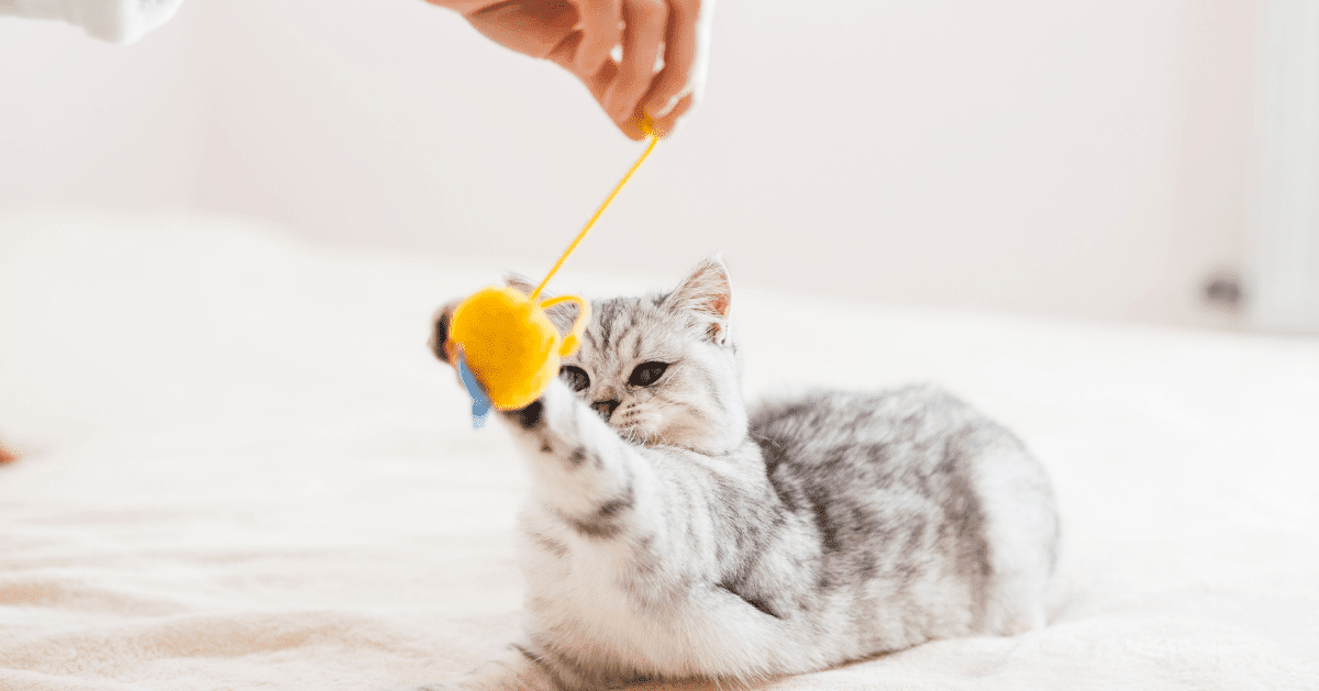 cat playing with yellow toy