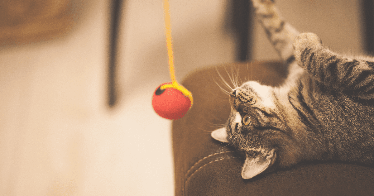 cat playing with toy ball on string