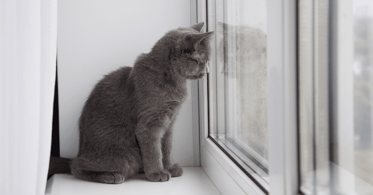 grey cat looking out of the window