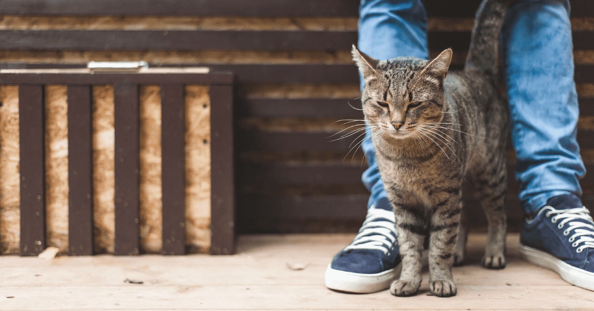 cat standing between owners legs