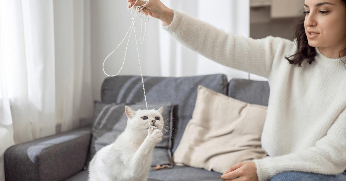 jouez avec votre chat pour entretenir une relation de confiance