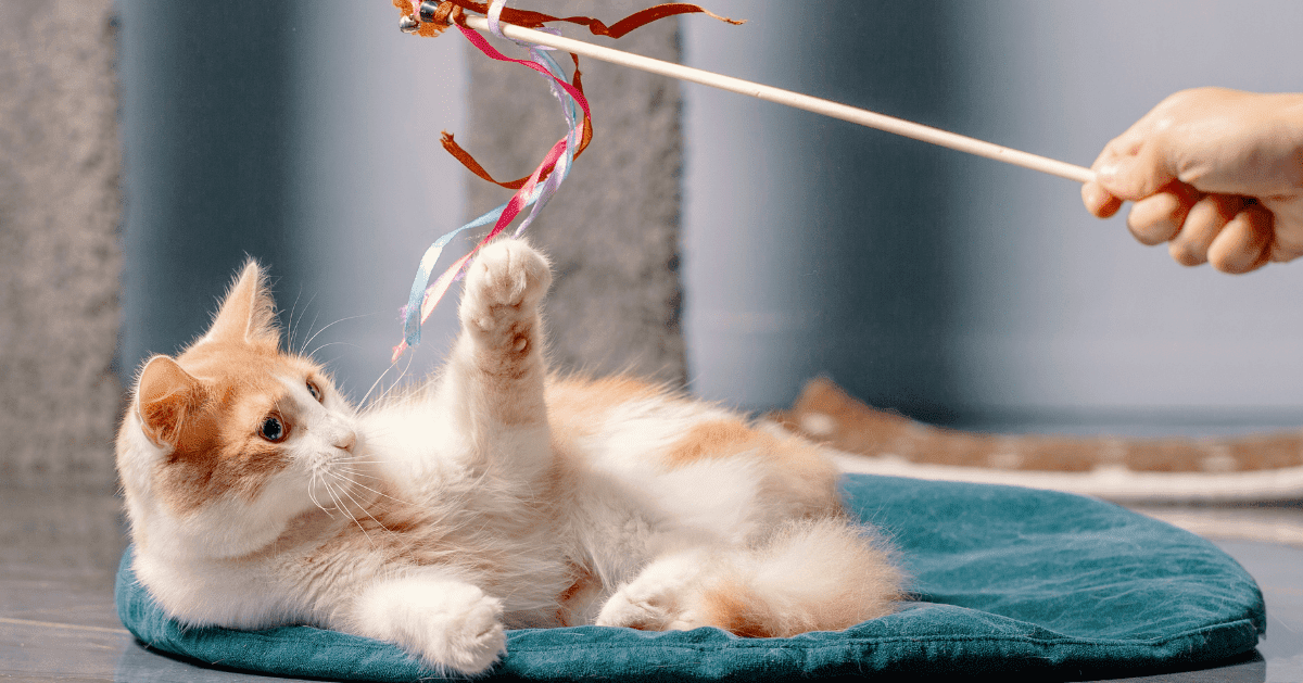 cute ginger cat playing with toy