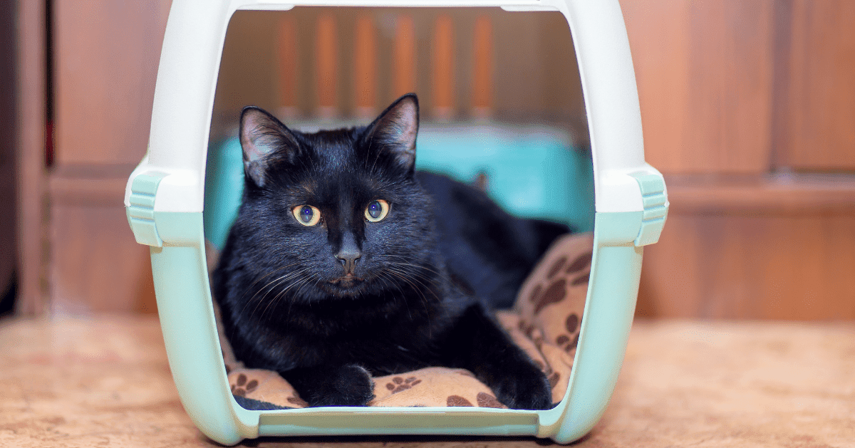 black cat inside cat carrier