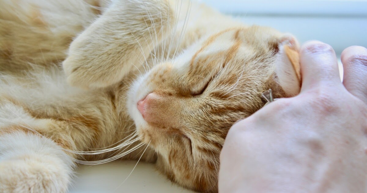happy ginger cat being pet