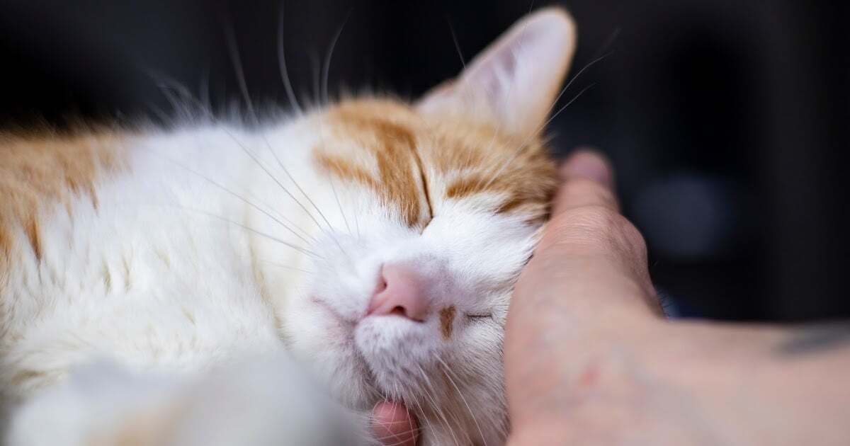 cat getting attention when cat headbutts