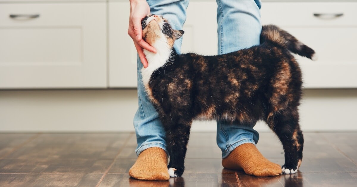 happy cat affectionate headbutt