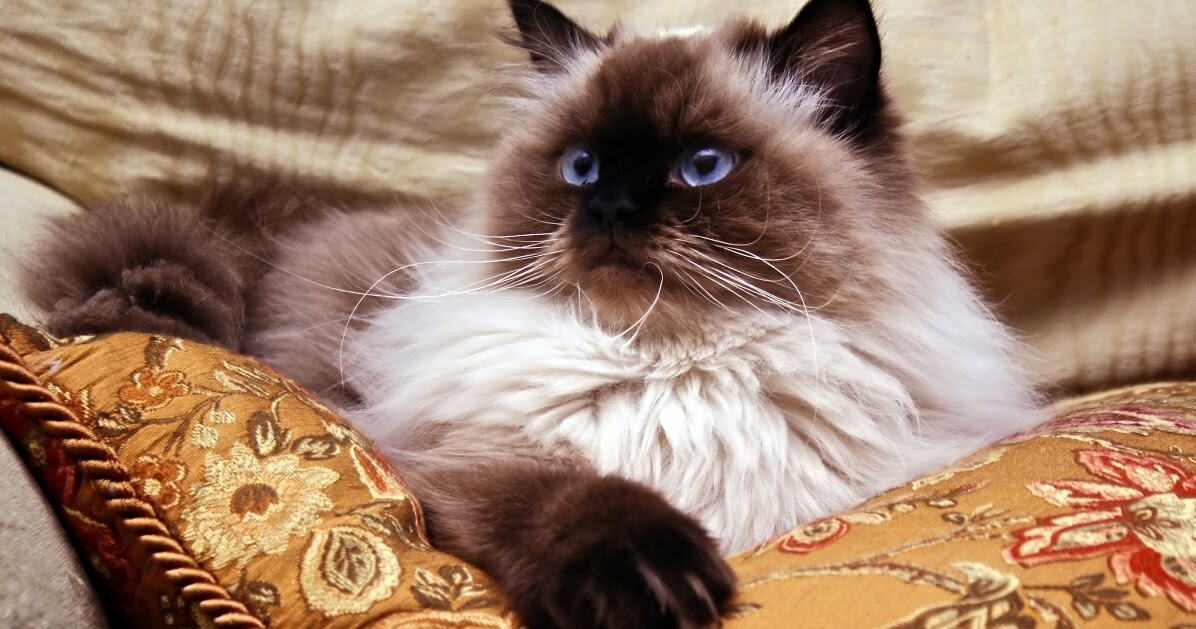 beautiful cat sat on a cushion