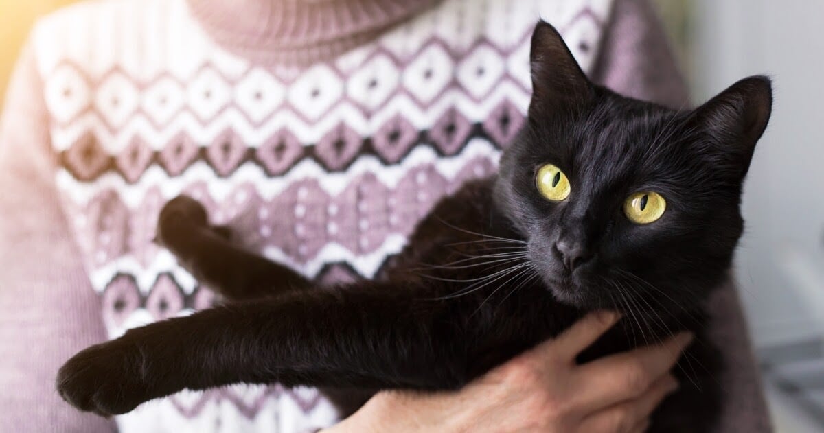 black cat in owners arms