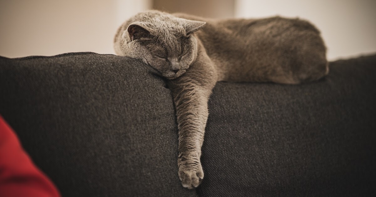 grey cat sleeping on sofa back