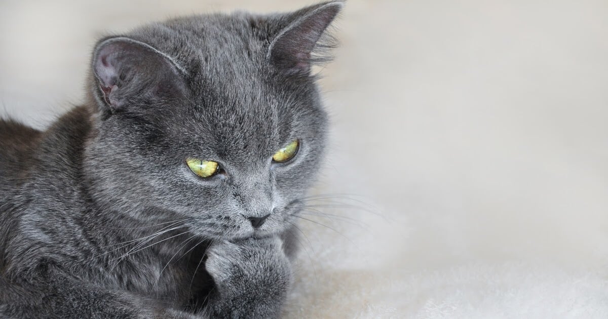 grey cat thinking
