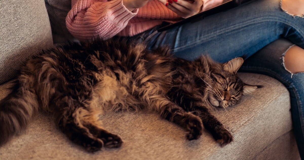 fluffy cat sleeping on a sofa