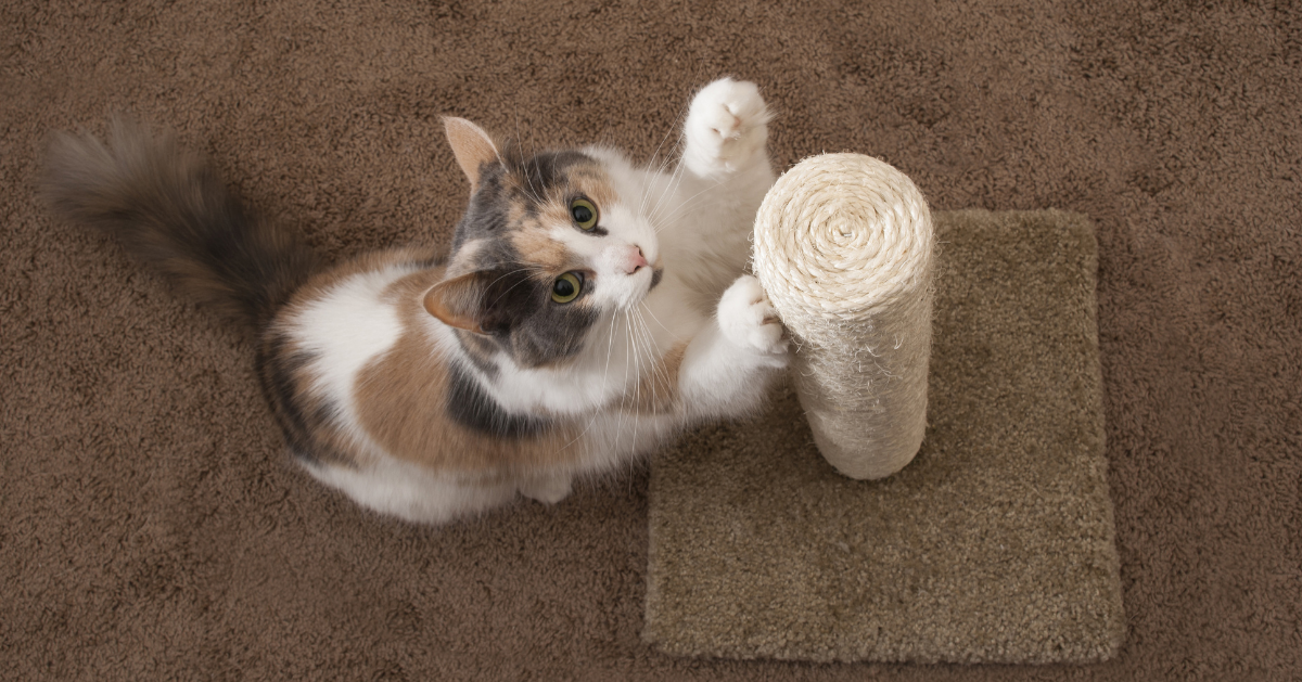 cat using a scratching post