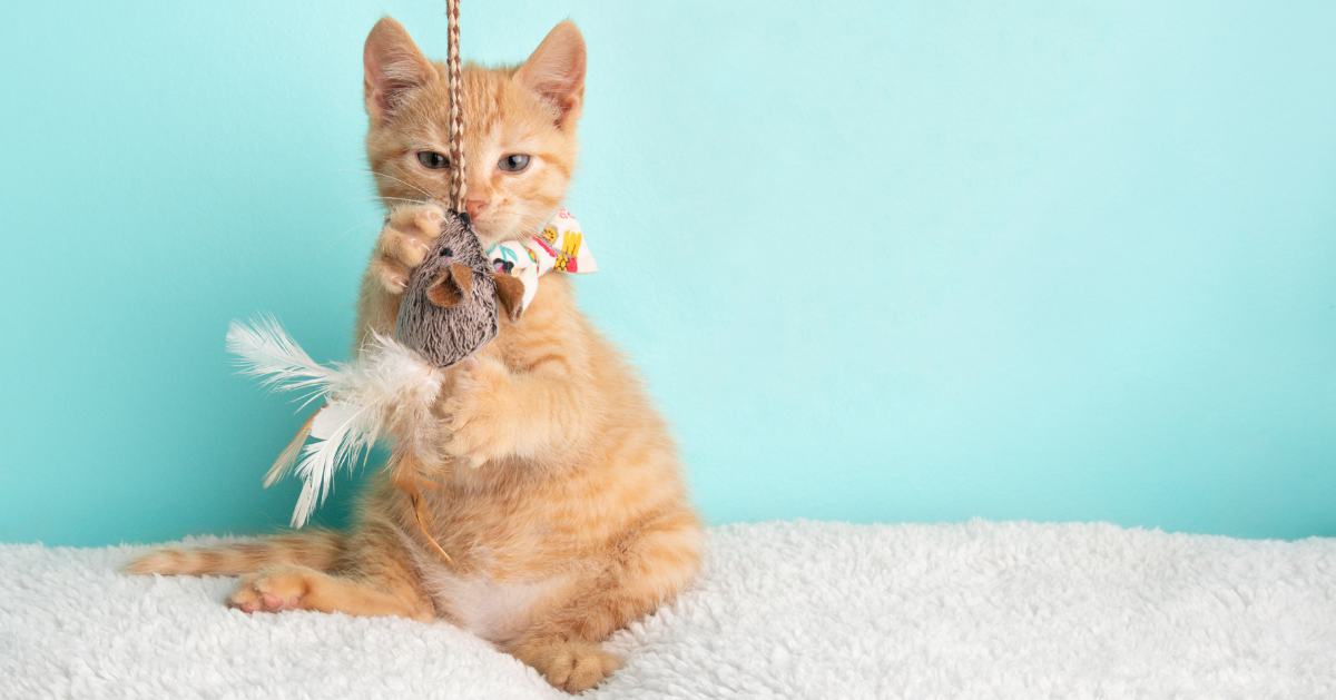 ginger cat playing with feather toy