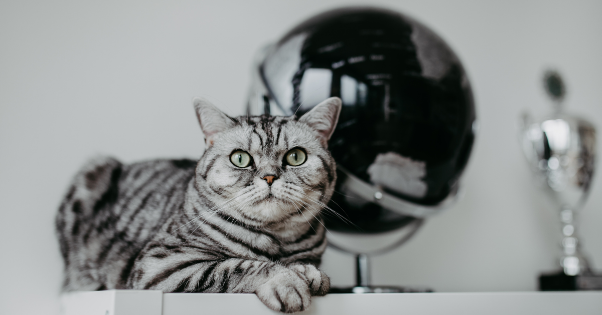 grey tabby sat on table