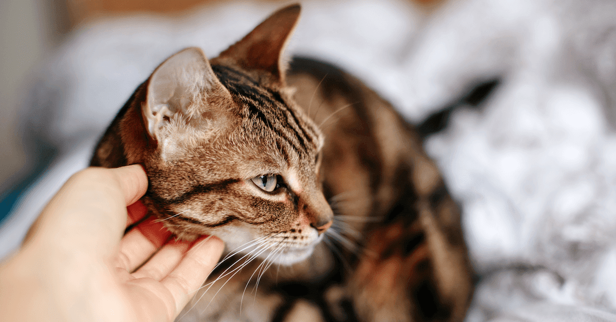 I comportamenti del gatto con ansia