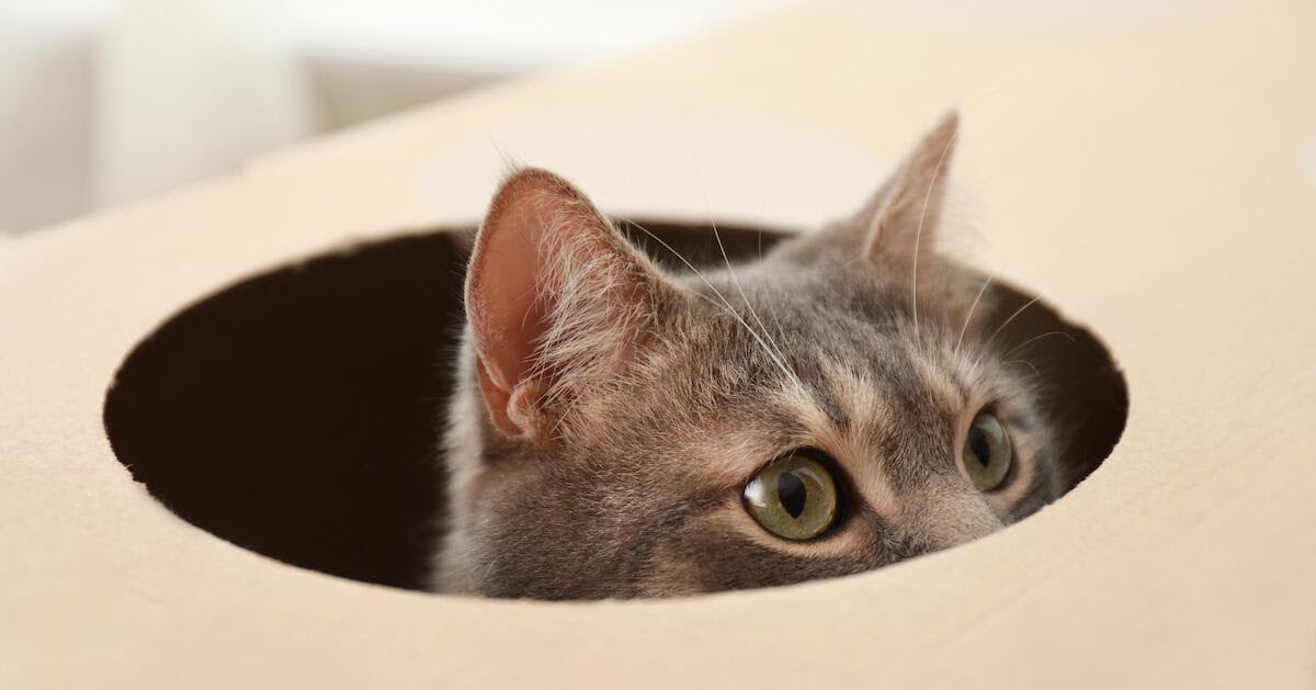 I gatti stanno nelle scatole