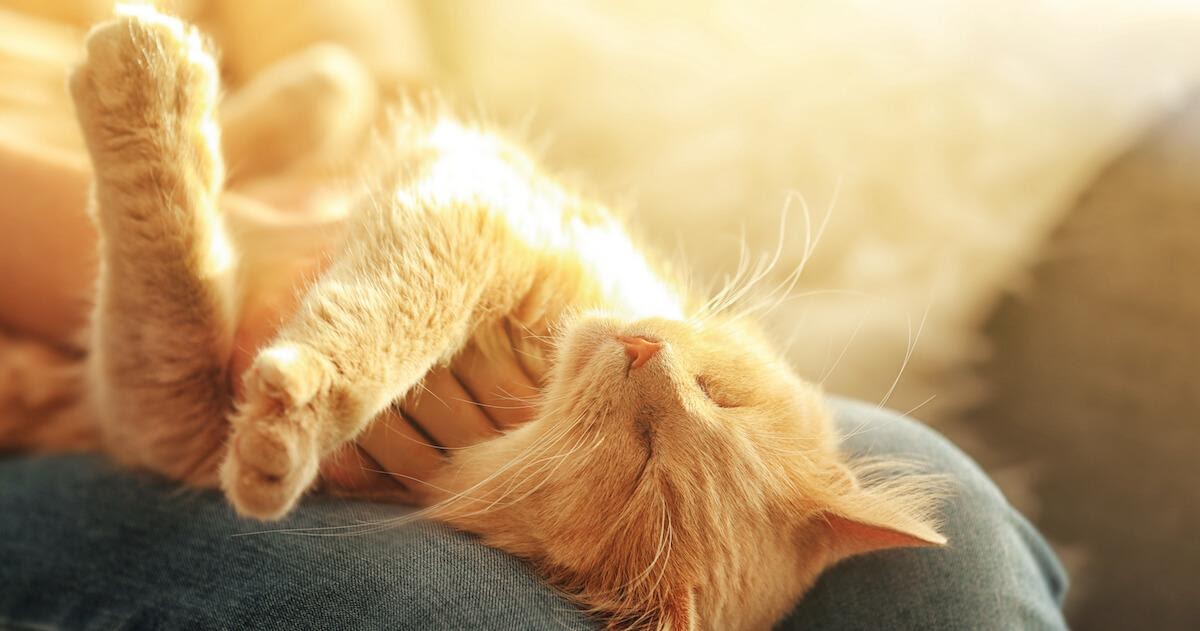 Come fare a capire quando i gatti si affezionano?