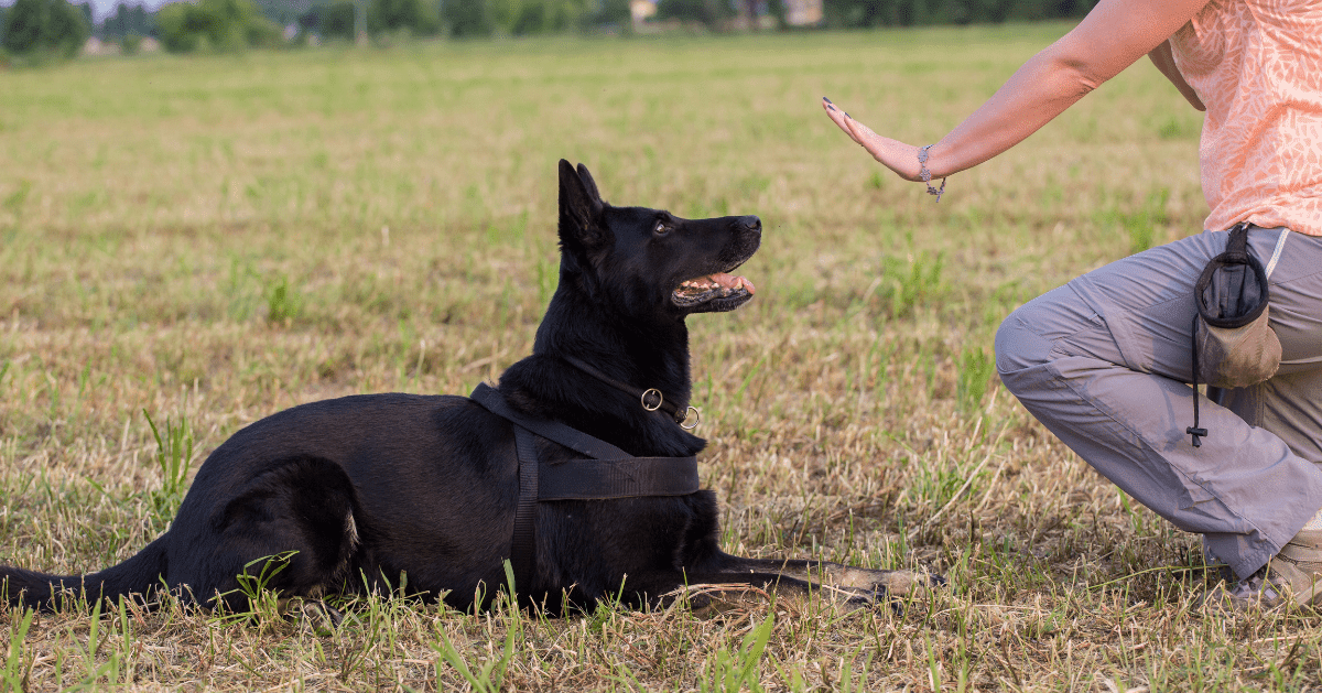 Black dog in training