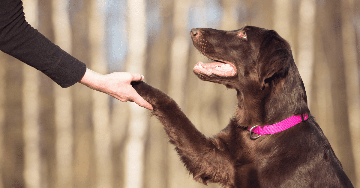 Dog giving paw in training