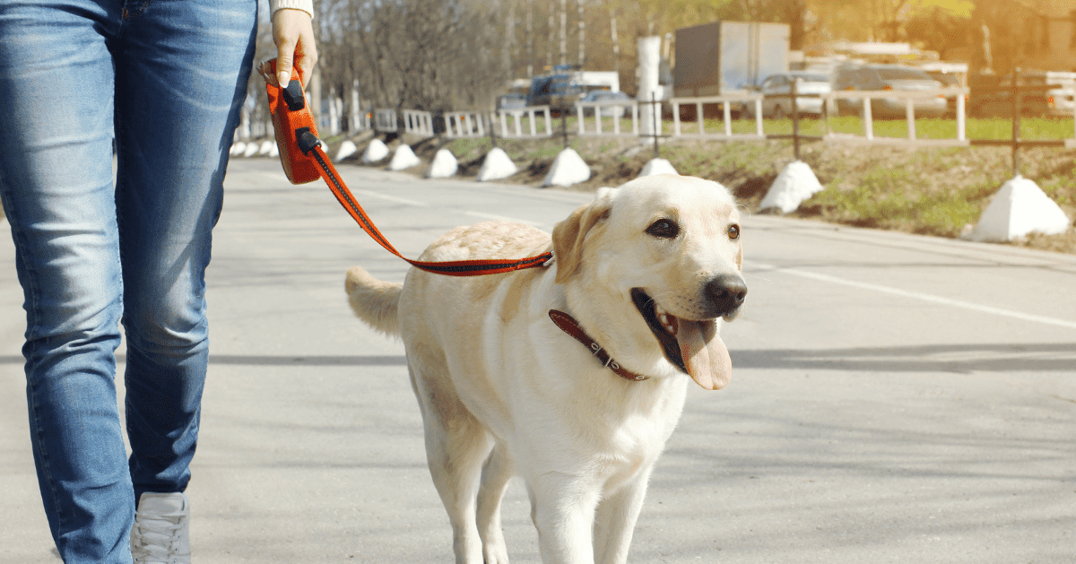 happy golden lab out for a walk on lead