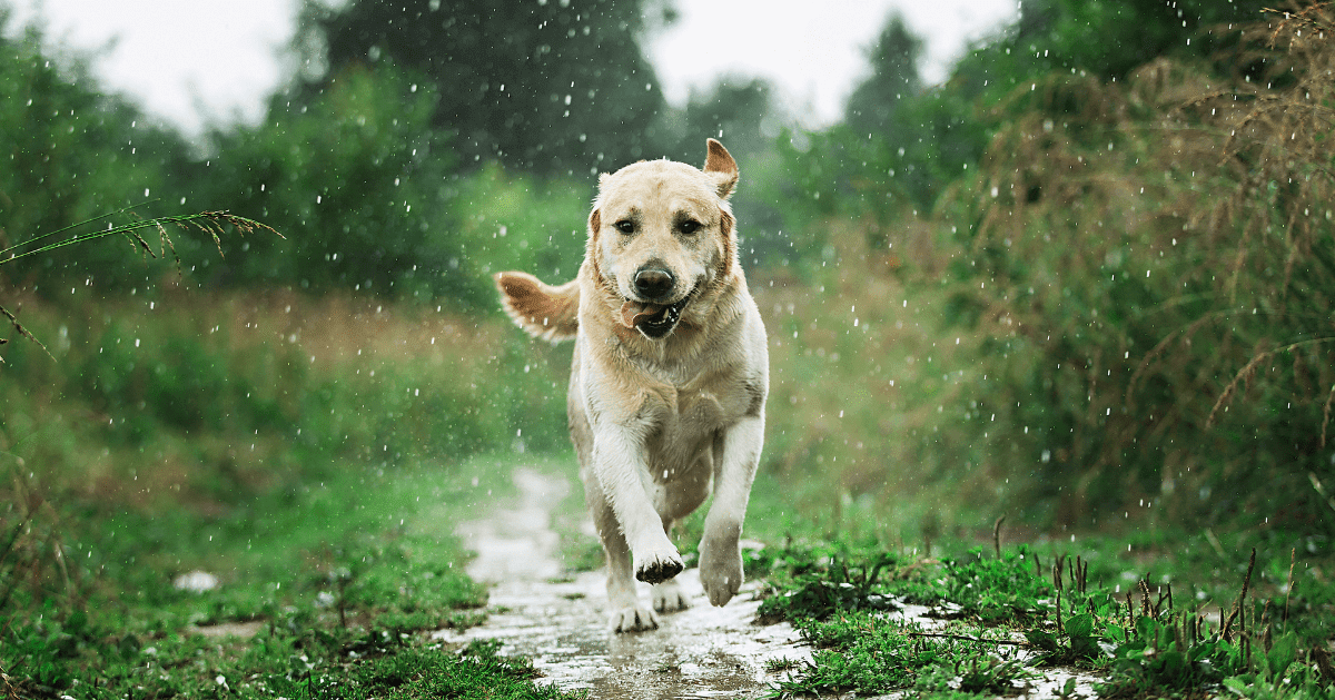 12 signs of an extremely happy pooch, by Adaptil