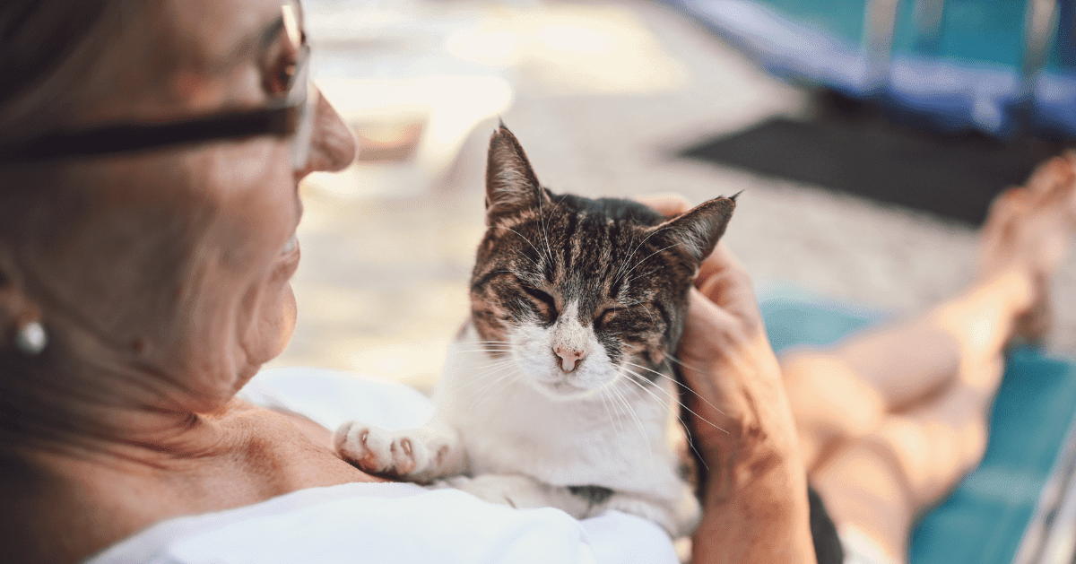 happy cat sat on owner