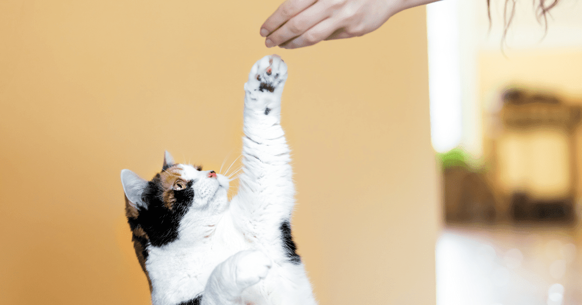 Cat reaching for treat from owner