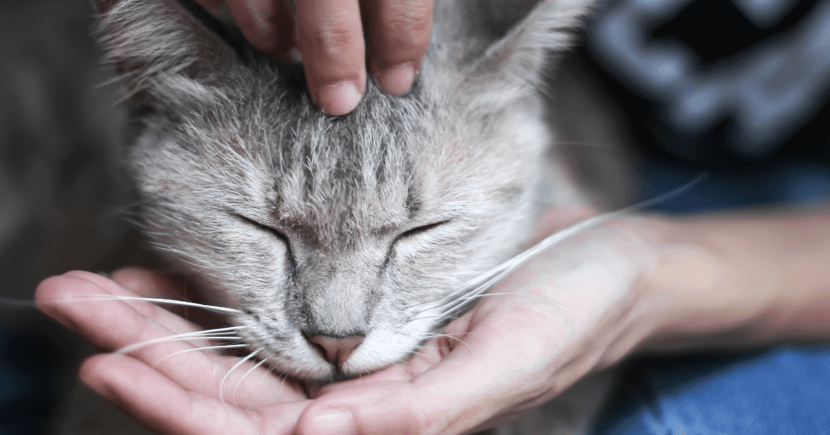 grey tabby enjoying being stroked