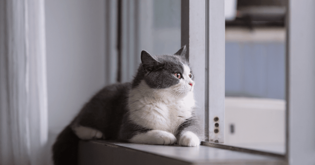 grey cat on windowsill