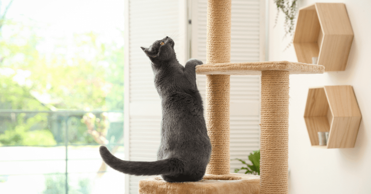 cat climbing scratching tower
