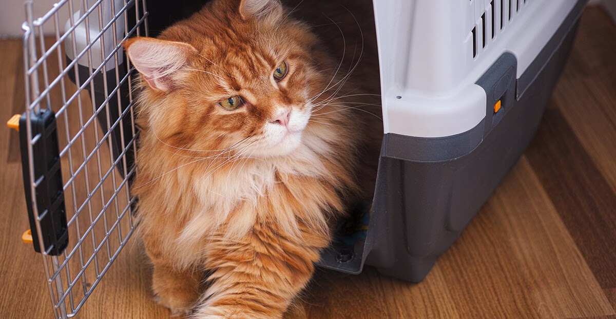 ginger cat in a carrier