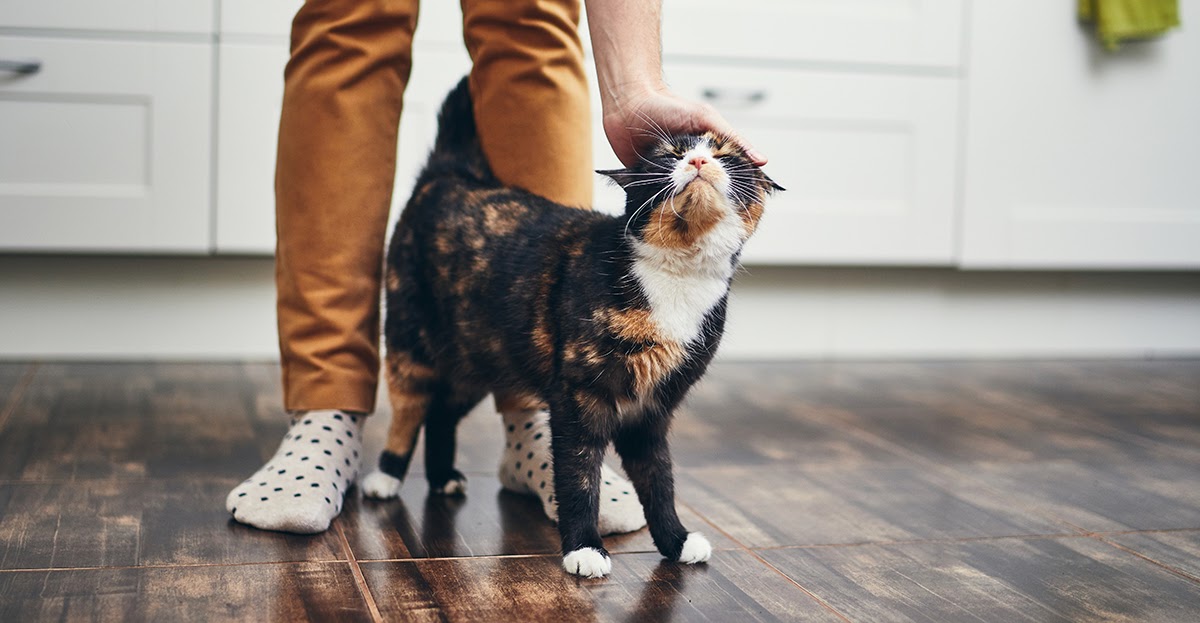 cat walking through owners legs