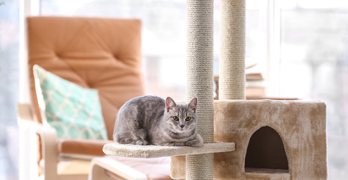 cat sat on cat tree