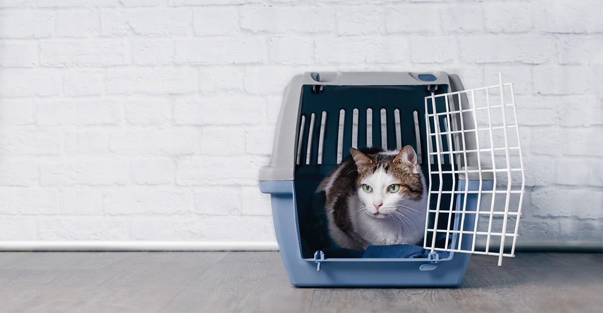 cat in cat carrier