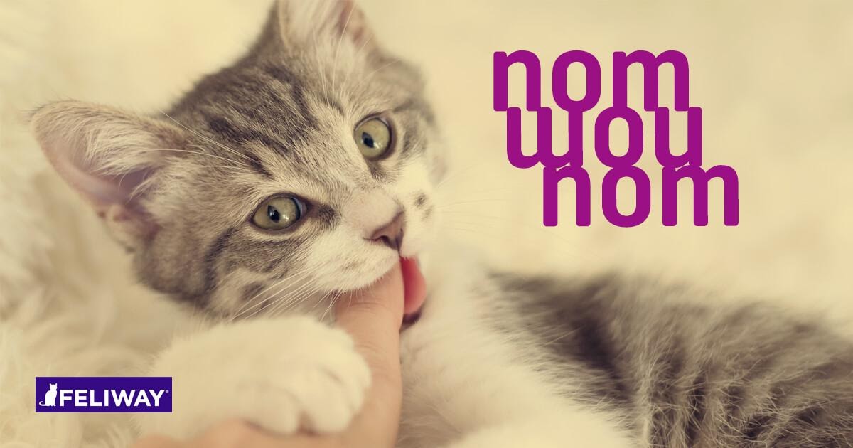 how to get kitten to stop scratching