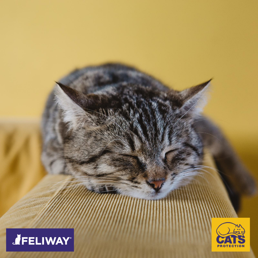 tabby cat sleeping on the arm of a sofa