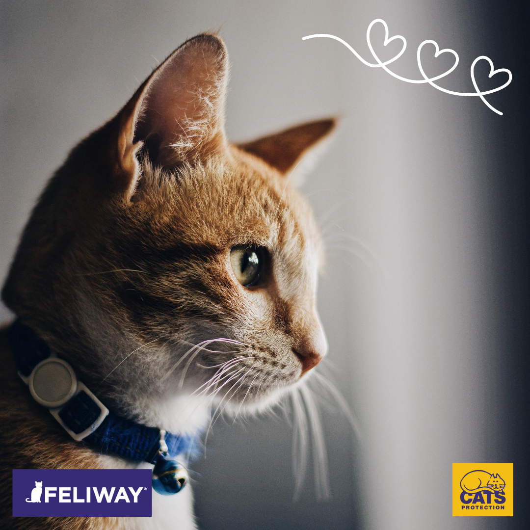ginger cat with feliway and cats protection logo