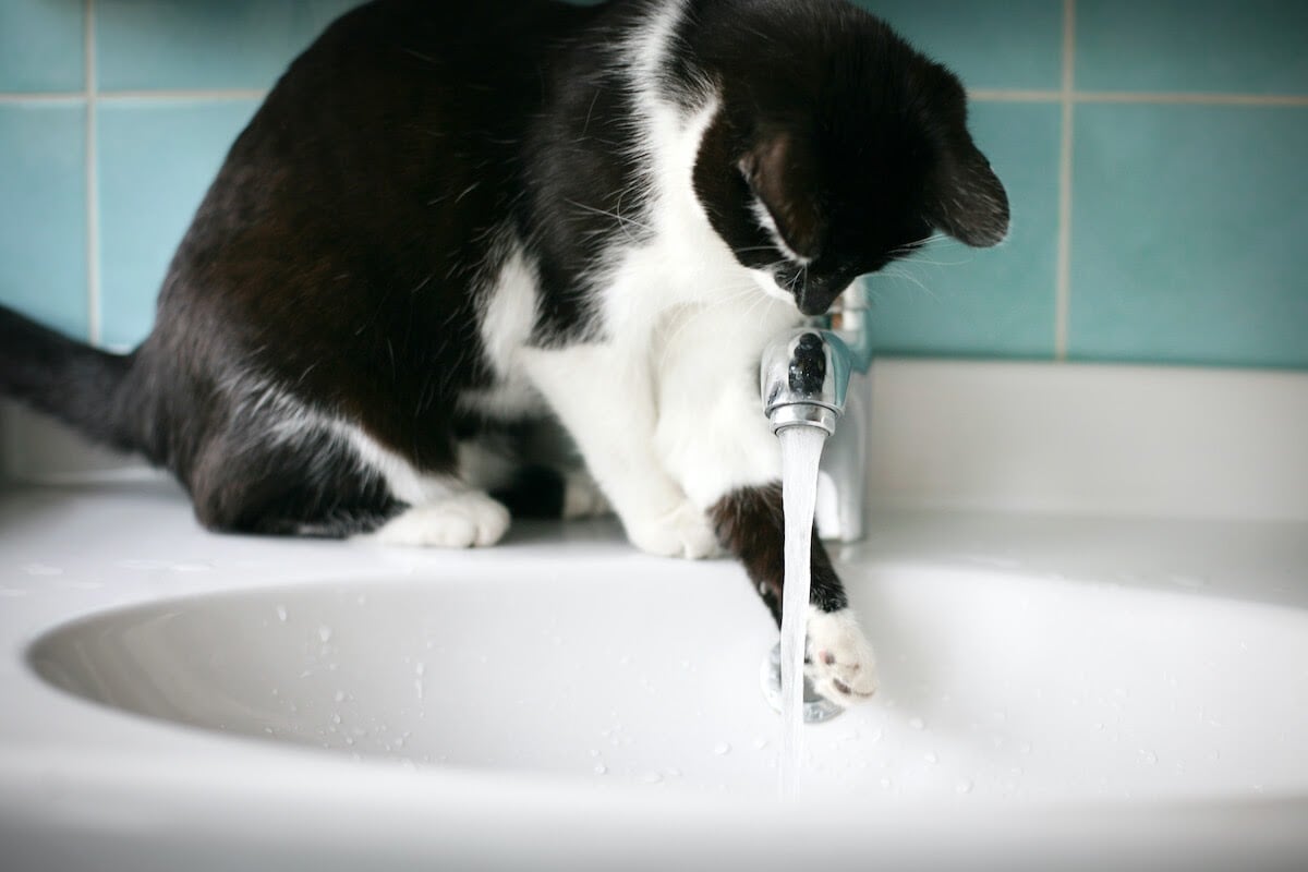 un chat joue dans le lavabo avec l'eau du robinet