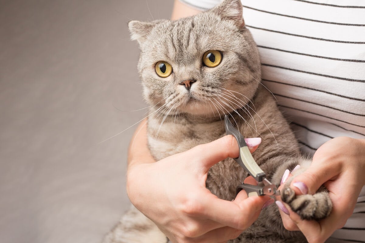 cat getting nails cut