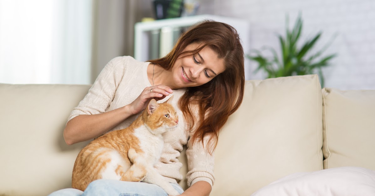 cat being stroked on owners lap