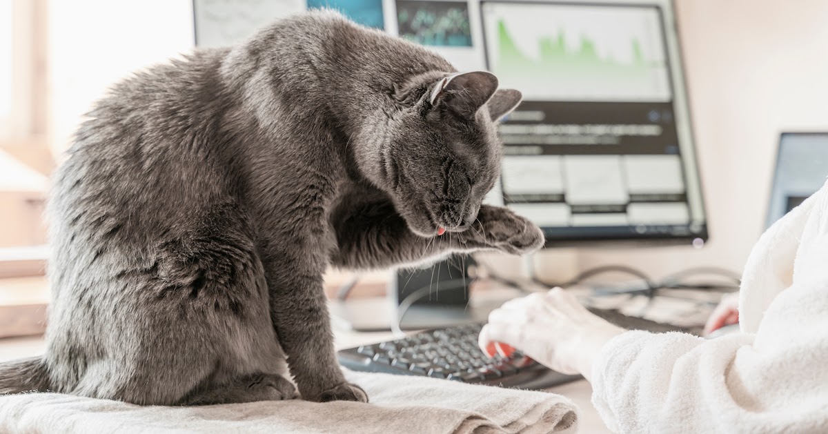 grey cat grooming itself on work from home desk