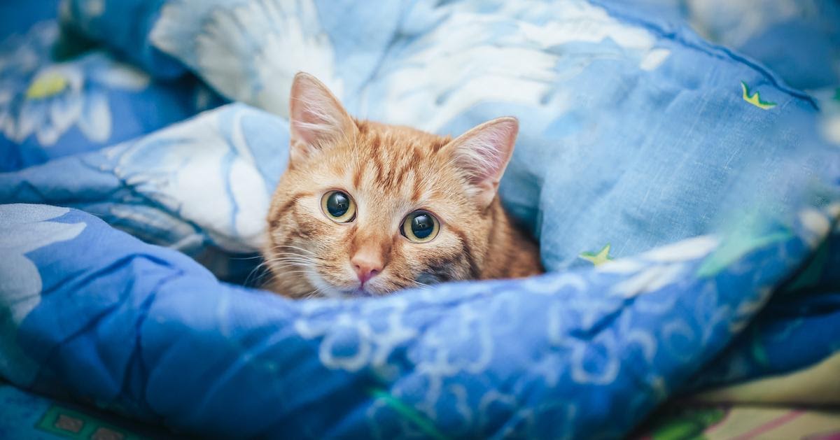Cosa fare se il gatto fa pipì sul letto