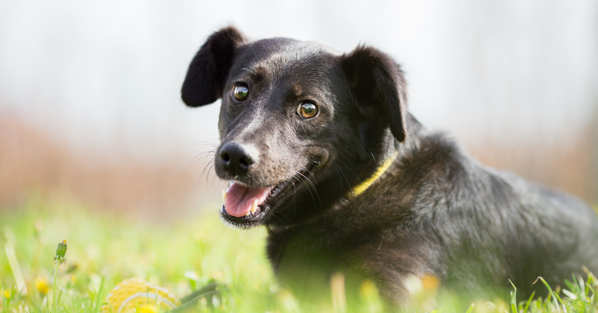 cute black terrier dog in grass