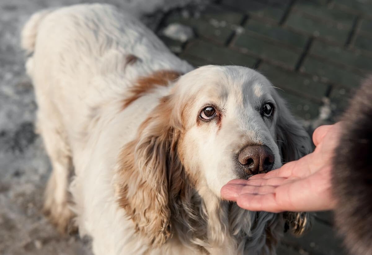 Stimolare il fiuto del cane