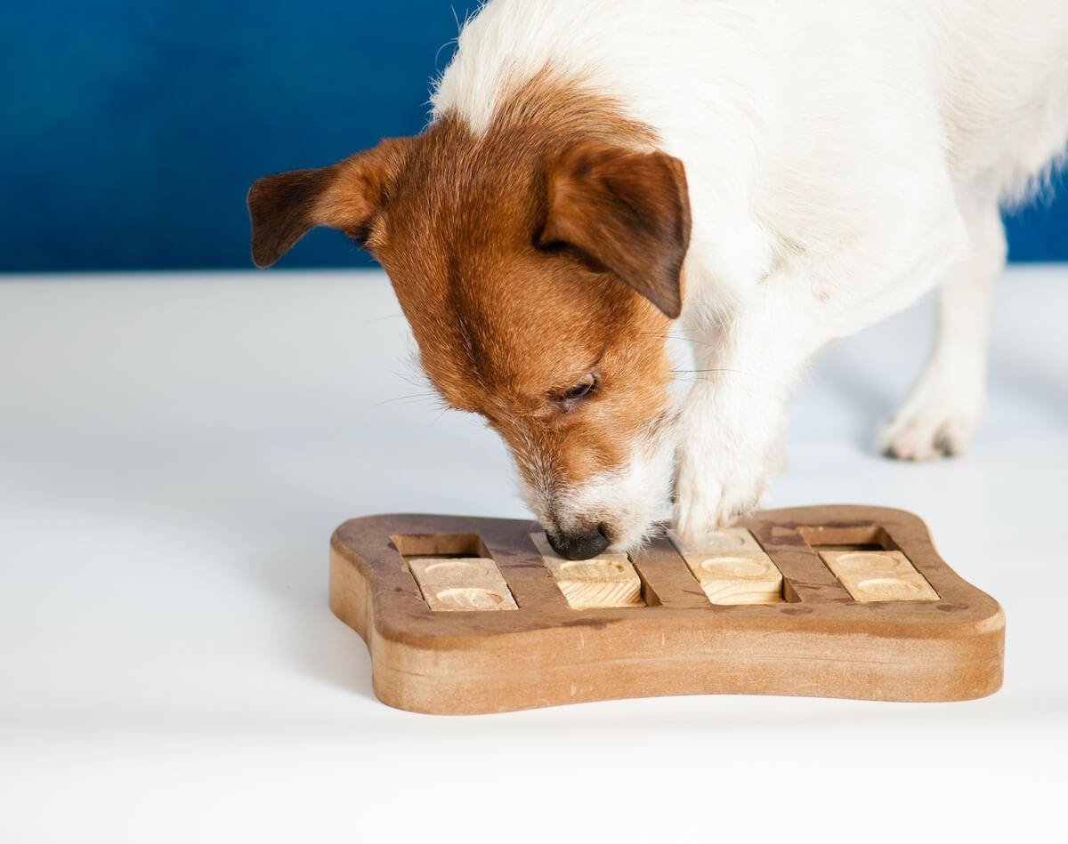 L’olfatto dei cani